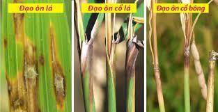 Bệnh Đạo Ôn - Phương pháp phòng trừ bệnh đạo ôn cho lúa