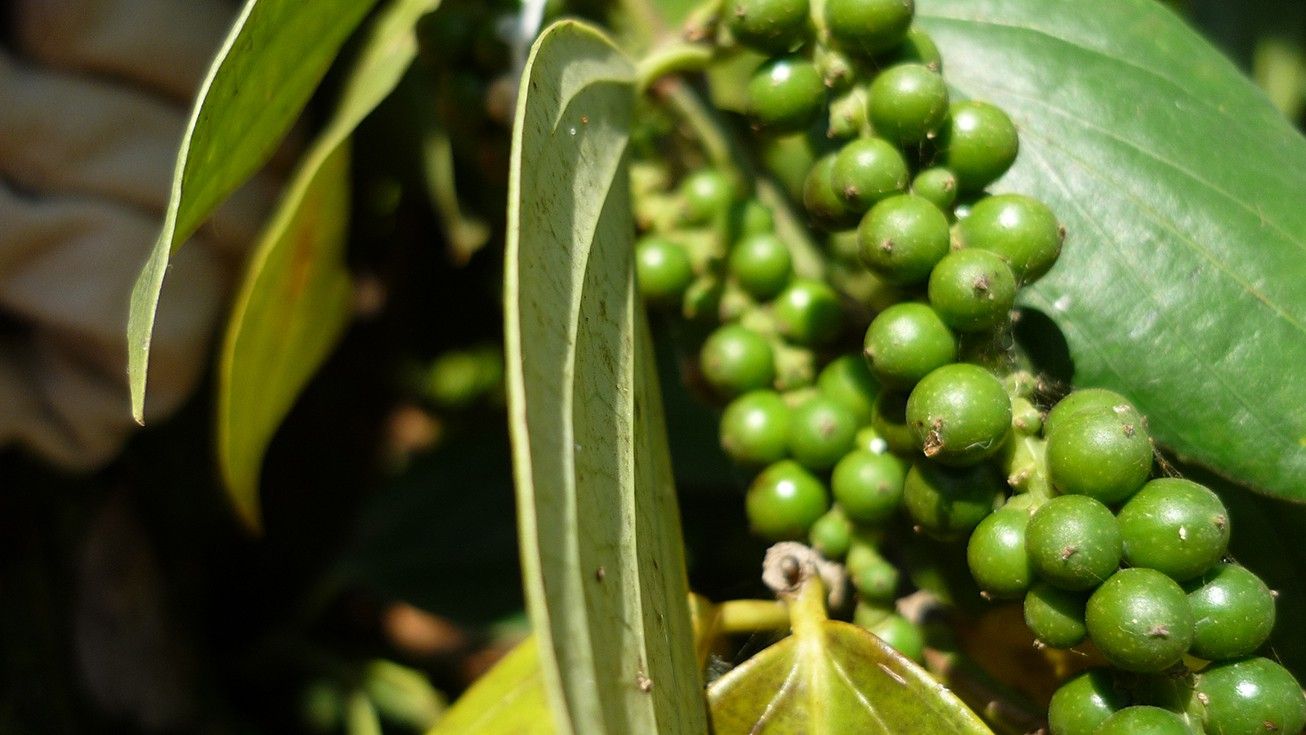 Giá tiêu hôm nay 11/2: Tiếp đà tăng, cao nhất là 84.000 đồng/kg