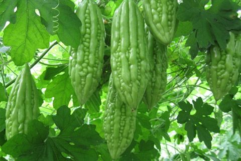 Kỹ thuật trồng cây mướp đắng - khổ qua