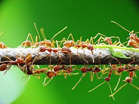 Kiến vàng một loài thiên địch quí