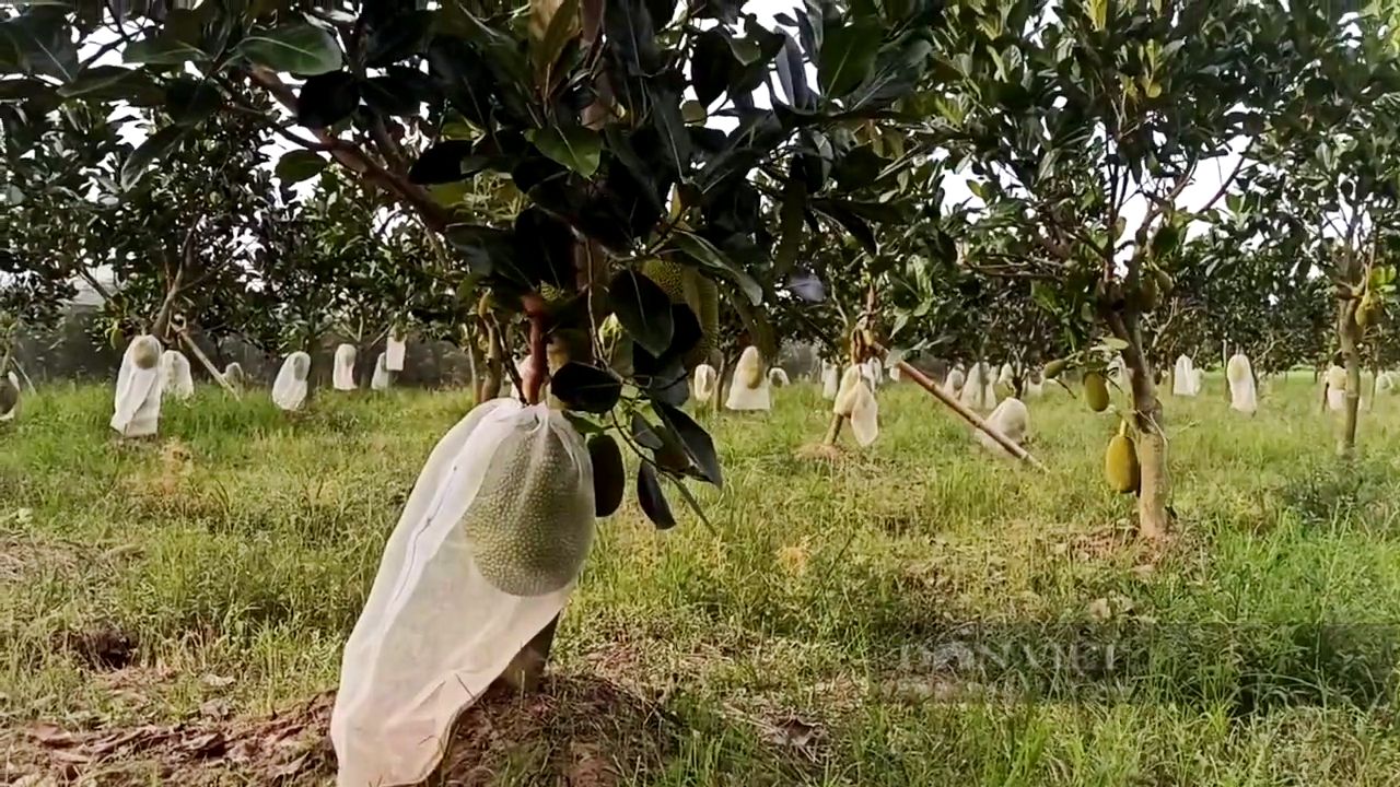 Cải tạo vườn đồi từ tro thảo mộc và đất hun khói