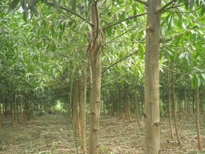 Kỹ thuật trồng keo tai tượng