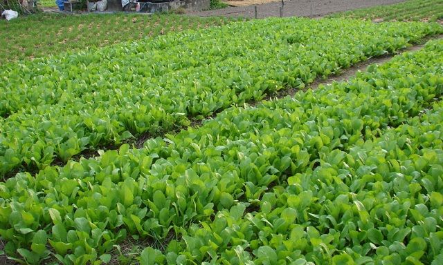 Kỹ thuật trồng cải ngọt