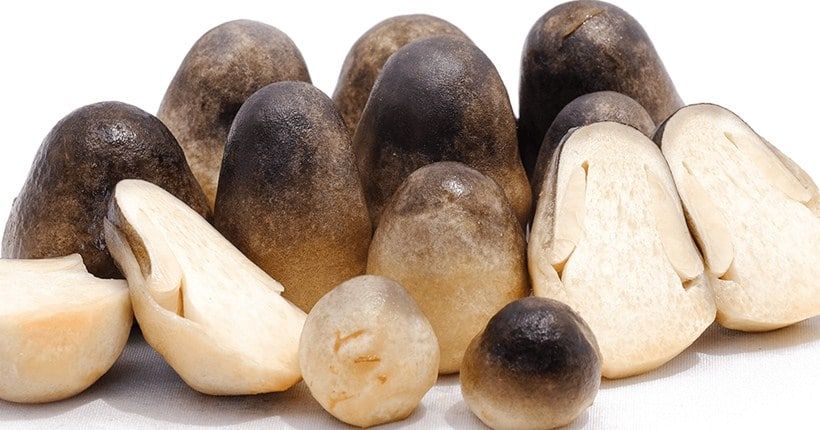 Kỹ thuật trồng nấm rơm