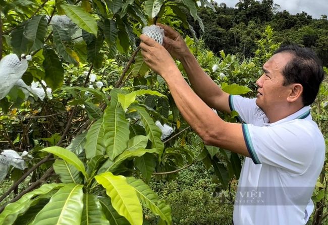 Người tiên phong trồng thành công vú sữa hoàng kim vàng rực trên đất Quảng Ngãi