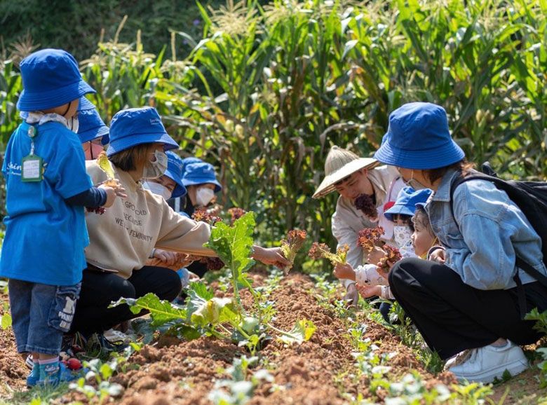 Trồng dâu Bạch Tuyết hiếm, đắt nhất thế giới, giá gần 1 triệu đồng/kg vẫn 