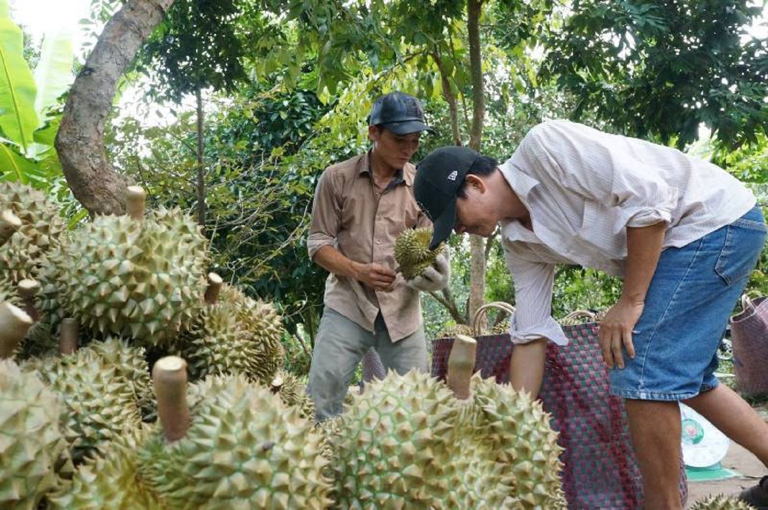 Nắm chắc dữ liệu nông sản trước khi đưa ra thị trường