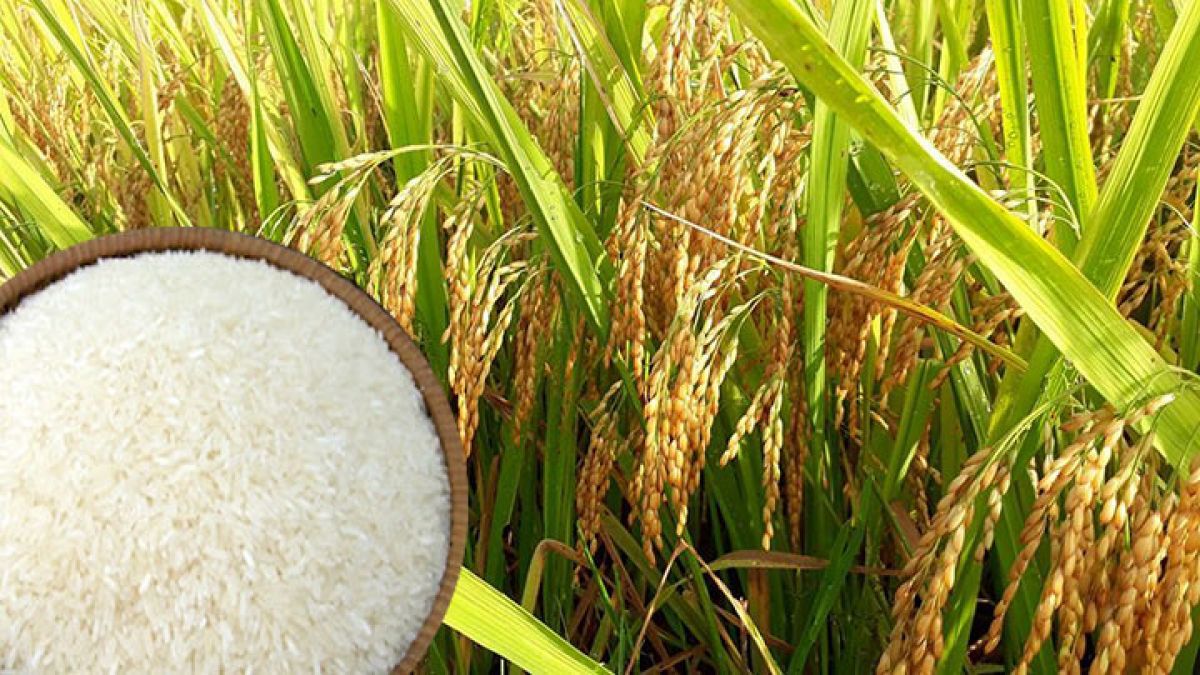 Triển vọng xuất khẩu gạo Thái Lan ảm đạm vì giá nội địa tăng cao