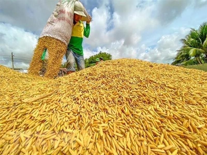Khai thác cảng biển chưa hiệu quả, nông sản Đồng bằng sông Cửu Long khó đi xa