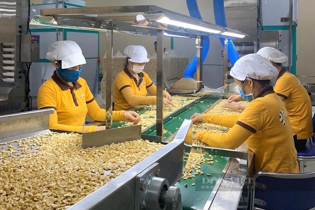 Cái kết tốt đẹp của vụ 100 container hạt điều xuất khẩu sang Italy