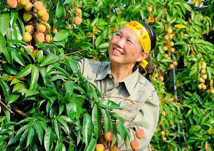 Mỹ, Trung Quốc, Nhật Bản gom lượng lớn, 9 loại nông sản của Việt Nam tăng ngay giá xuất khẩu