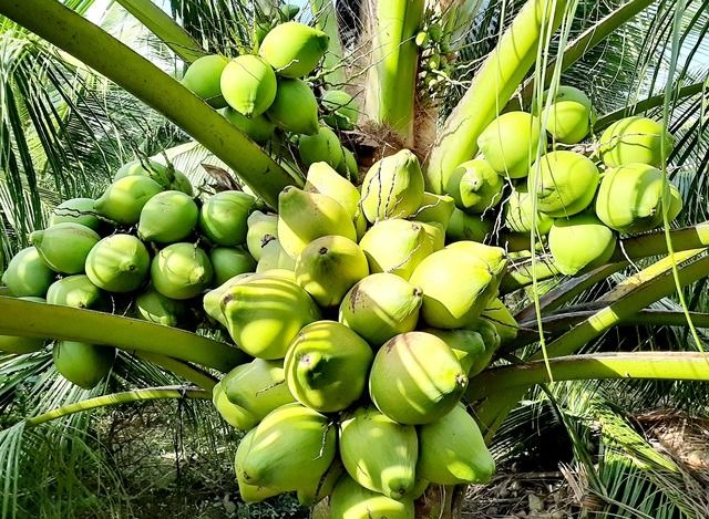 Bí quyết đẹp hơn, xanh hơn từ dừa
