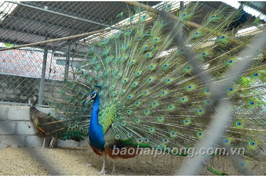 Làm giàu với mô hình nuôi chim công