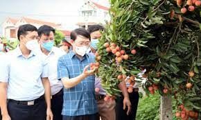 Đưa vải thiều sang Mỹ: Hành trình dài không chỉ là khoảng cách hơn 13.000km