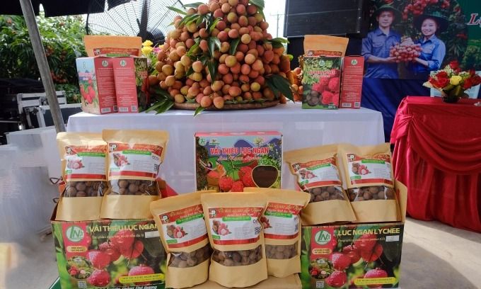 Triển khai đường dây nóng phát hiện trừ lùi cân vải thiều về cấp xã