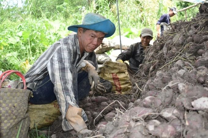 Khoai lang tím mỏi mòn chờ thị trường Trung Quốc