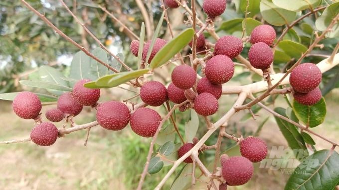 Lão nông miền Tây cho ra đời nhiều giống nhãn mới, lạ