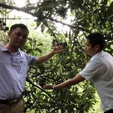 Rộng mở triển vọng mắc ca Đam Rông