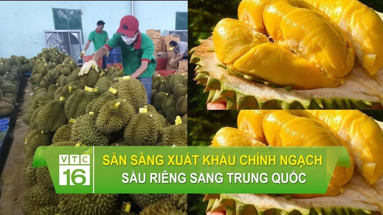 Sầu riêng sẵn sàng xuất khẩu chính ngạch sang Trung Quốc