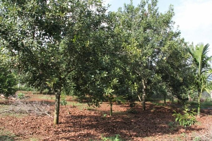 Ăn 'quả đắng' vì giống mắc ca đểu