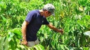 Gần 60 nghìn ha cà phê được tái canh, ghép cải tạo