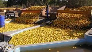Trợ cấp lương thực, thực phẩm- lựa chọn rủi ro?