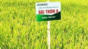 Đài thơm 8 năng suất hơn 68 tạ/ha ở đất cằn xứ Thanh