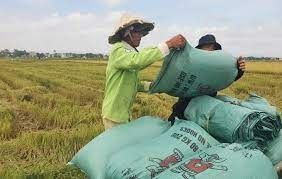 Năng suất, sản lượng lúa đông xuân phía Bắc tụt giảm