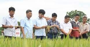 Lúa xuân bón phân hữu cơ, lợi nhuận tăng 15 - 20%, cua cá trở về
