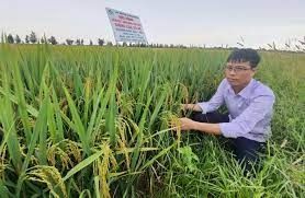 Xây dựng thương hiệu 'Gạo quê hương Đại tướng'