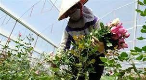 Gần 200 triệu cành hoa Đà Lạt phục vụ thị trường Tết Nguyên đán