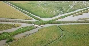 Cơ hội xây dựng thương hiệu đặc sản với tiềm năng 2.000ha lúa - rươi