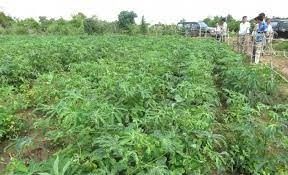 Trọng trách mới của ngành bảo vệ thực vật