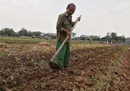 Trồng 3 giống khoai tây trên cùng diện tích, sản phẩm luôn bán được giá cao