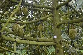 Sầu riêng nghịch vụ hiệu quả gấp đôi