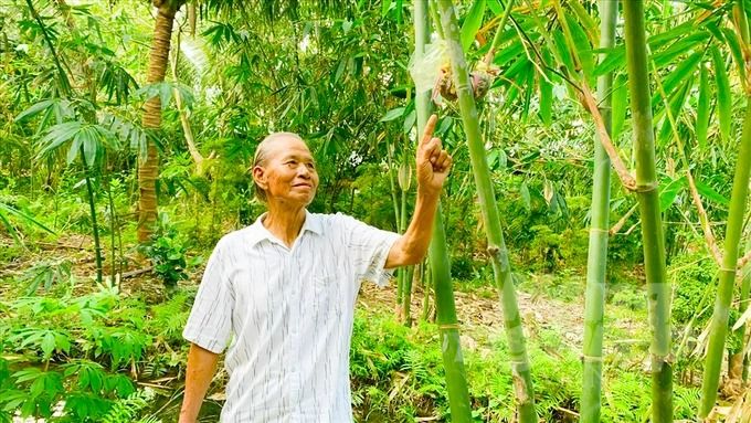 Tre tứ quý, cây trồng đa giá trị