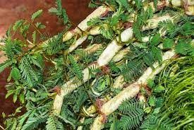 Trồng rau nhút, cực nhọc nhưng có tiền