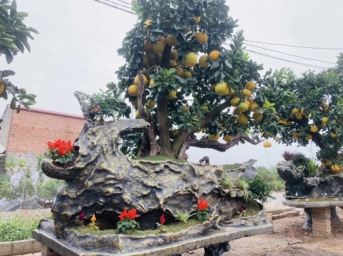 Những tỷ phú cây cảnh phất lên trong 'một nốt nhạc'