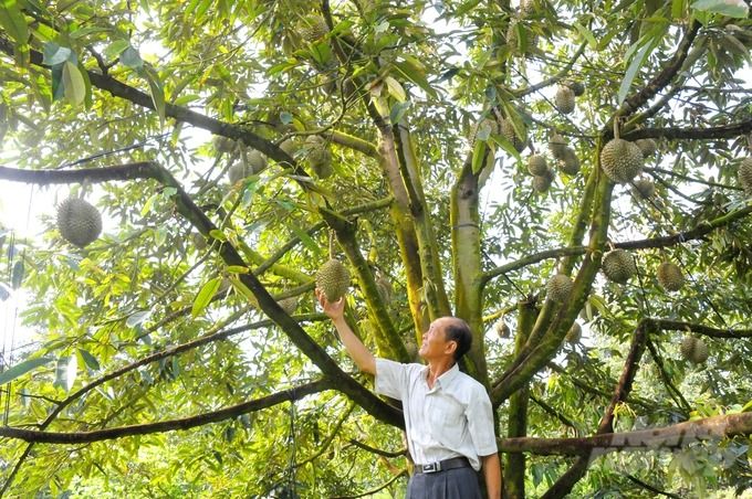 Tiền Giang ra đề án tạo cú hích mới cho 'tam nông'