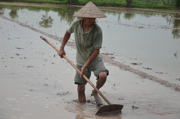 Thử nghiệm bón phân hữu cơ nano trên lúa Bắc thơm 7