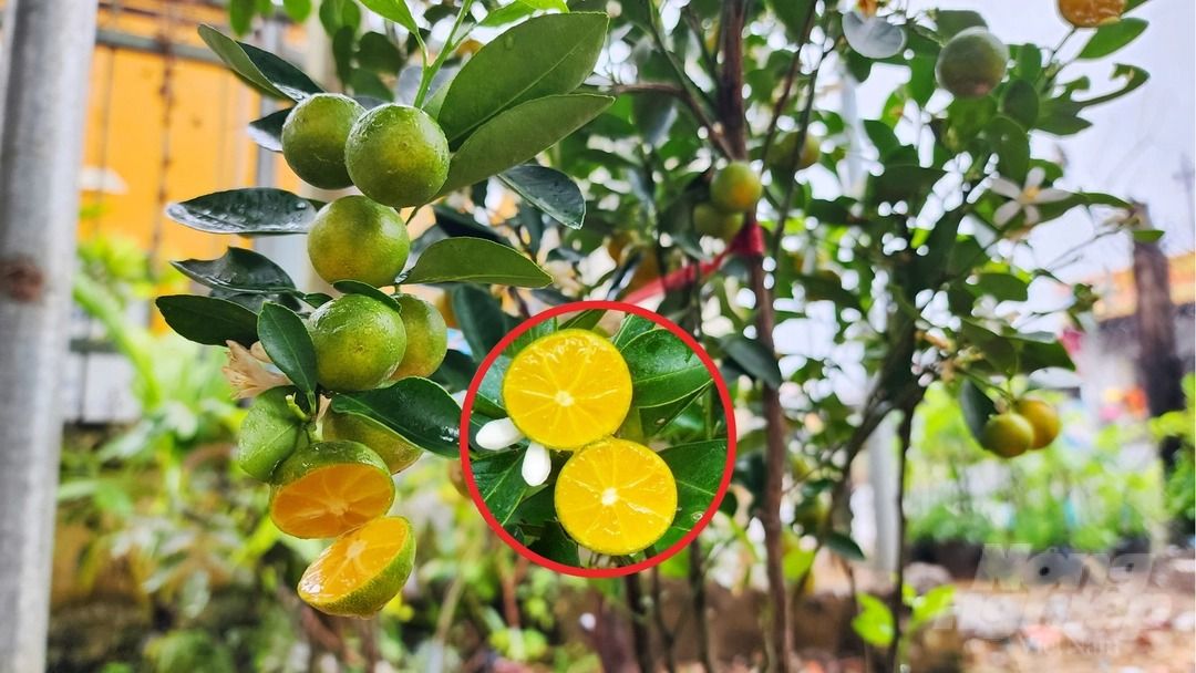 Tắc không hạt mọng nước, mang nhiều triển vọng mới cho nhà vườn