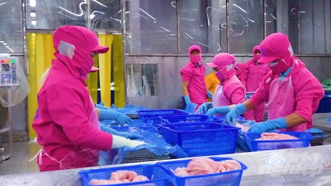 Cá tra nguyên liệu tăng 5.000 đồng/kg so với cùng kỳCá tra nguyên liệu tăng 5.000 đồng/kg so với cùng kỳ