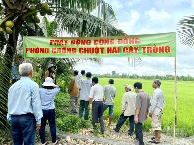 Dùng bẫy cây trồng để diệt chuột bảo vệ mùa màng