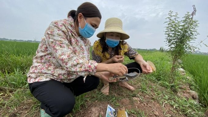 Hiệu quả diệt chuột tập trung ở Phú Xuyên