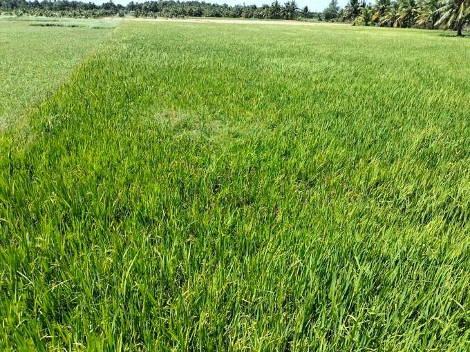 Diệt chuột tập trung vùng xen canh