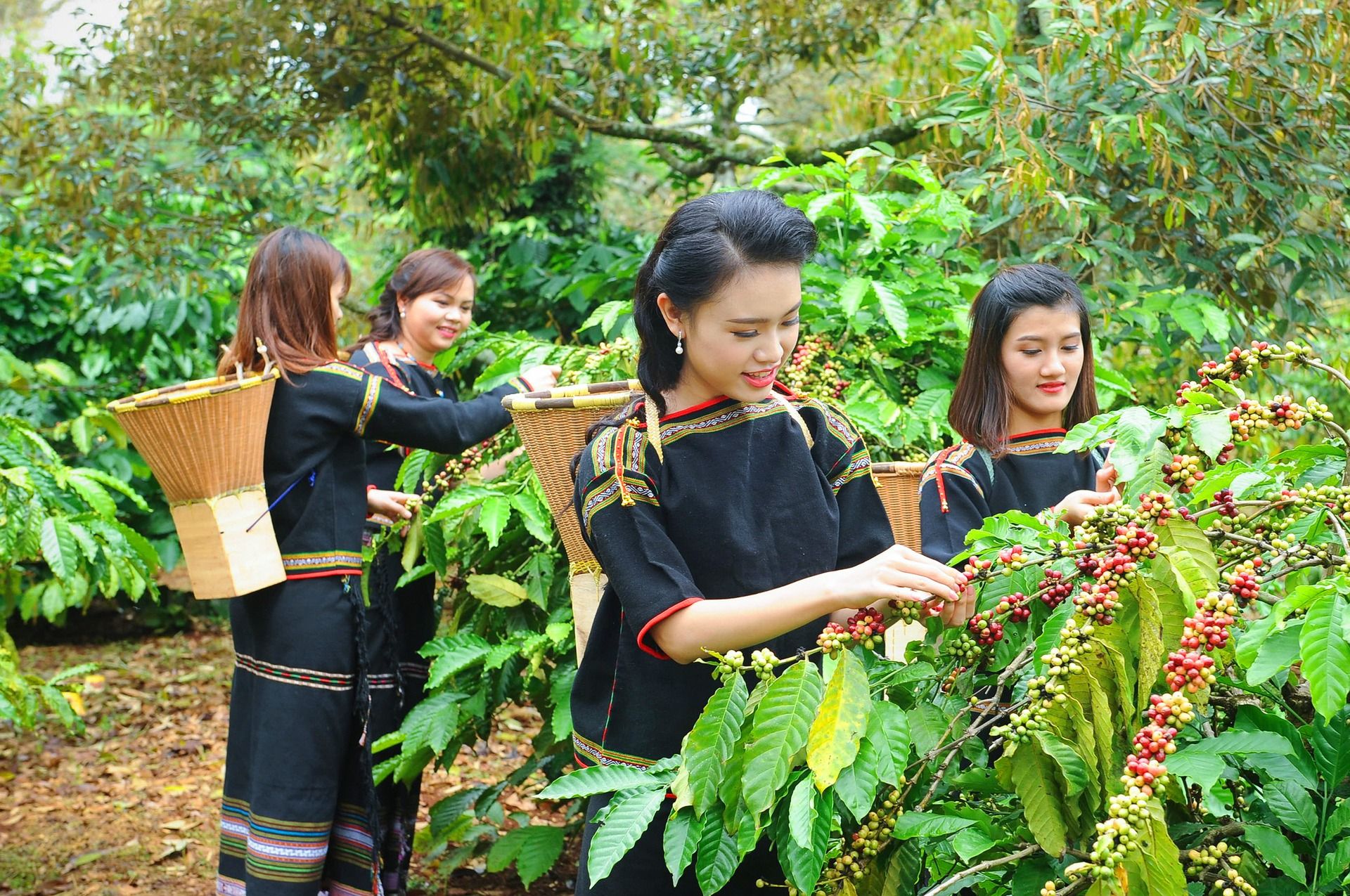 Quy định nông sản không gây mất rừng của EU: Không làm đối phó