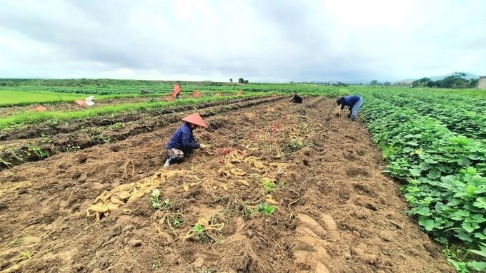 Bị 'biển vây', xã đảo vẫn trồng khoai, gieo lúa nhờ đê ngăn mặn