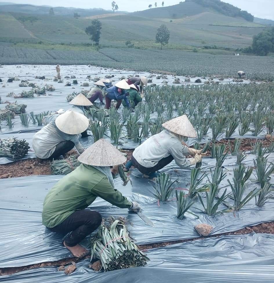 Thảo thơm cây dứa Hà Trung