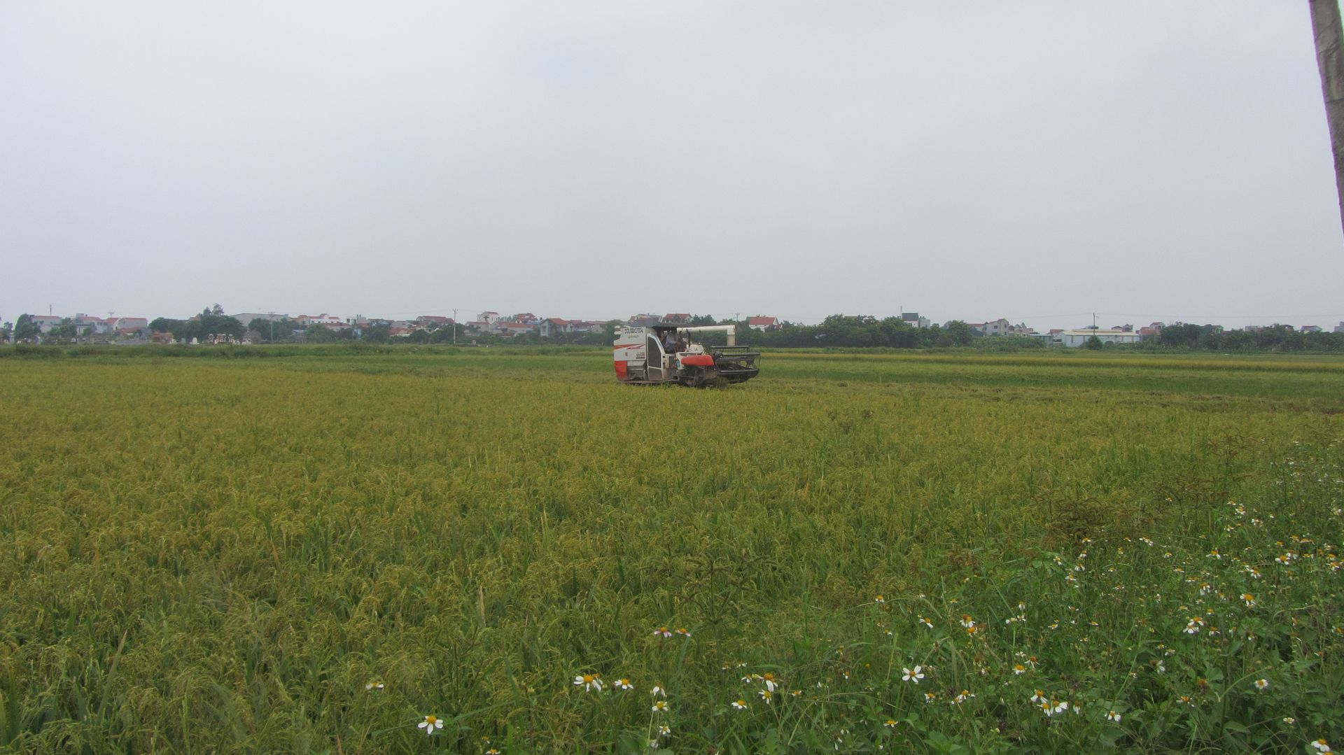 Cánh đồng lớn và cơ giới hóa đồng bộ 'cứu thua' vụ nếp thất thu