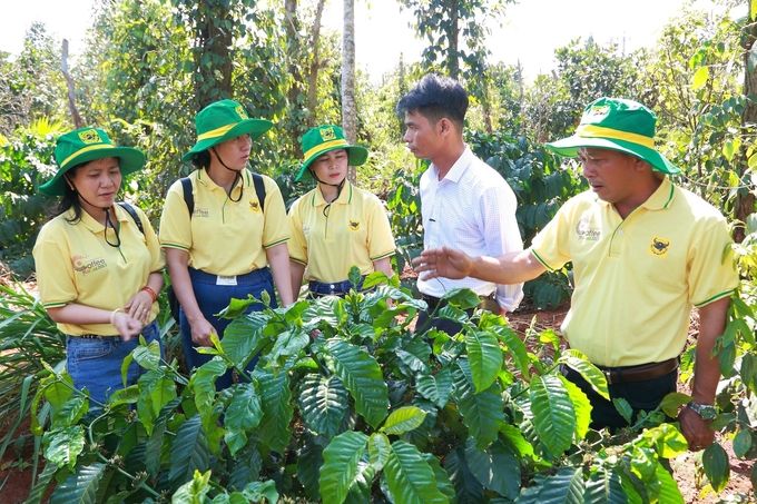 Bón phân thông minh như thế nào để cà phê đạt hiệu quả kinh tế cao?